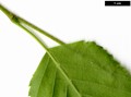 SpeciesSub: subsp. albosinensis SpeciesSub: subsp. albosinensis